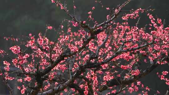 春天桃花盛开