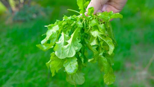 荠菜 野菜 蓟菜