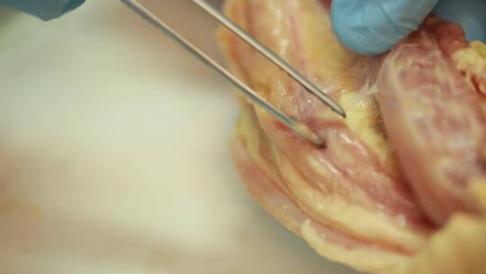 【镜头合集】动物学家解剖禽类淋巴腺
