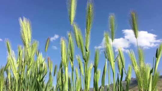 合集-小麦生长过程