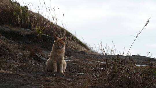 武功山上的野猫朝镜头走来