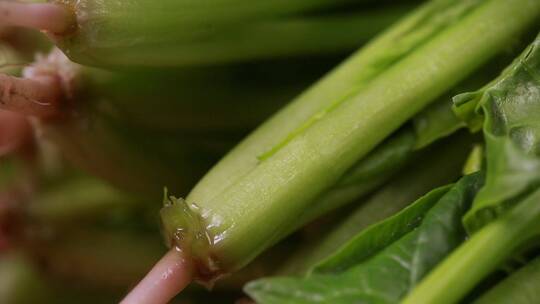 微距菠菜香菜菜根根茎