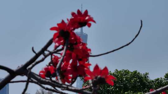木棉花与城市高楼景观