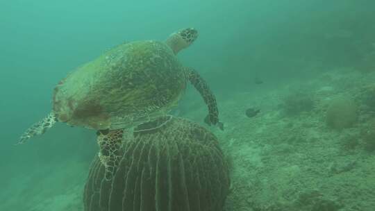 海龟和鱼