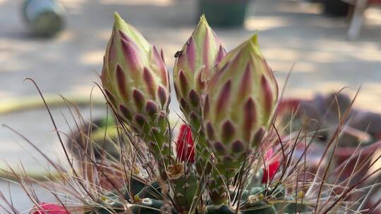 龙王丸仙人掌花苞