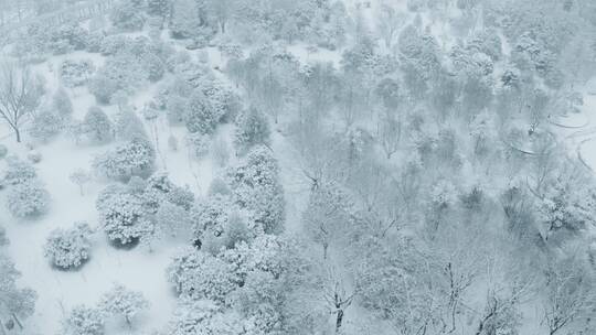 冬天雪景视频素材模板下载