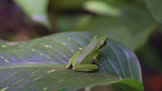 热带生态野生动物雨蛙趴在叶上