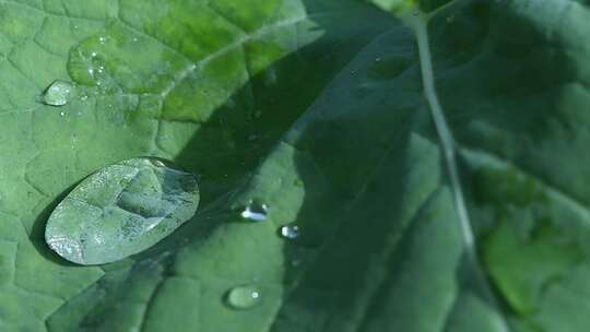 油菜花叶上的露珠