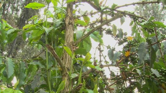 热带地区生长的咖啡浆果视频素材模板下载