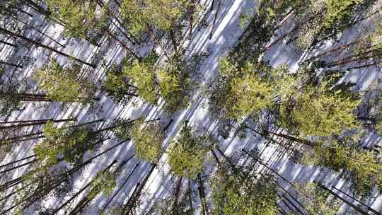 积雪地面上树木的无人机镜头