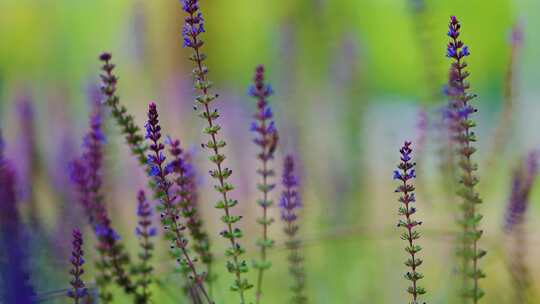 紫色的花薰衣草鼠尾草蜜蜂