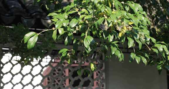 园林 漏窗 桂花 阳光 特写