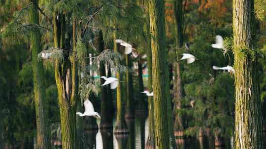 湿地水杉树林群鸟水鸟4K