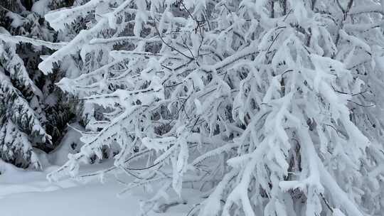 雪中的树