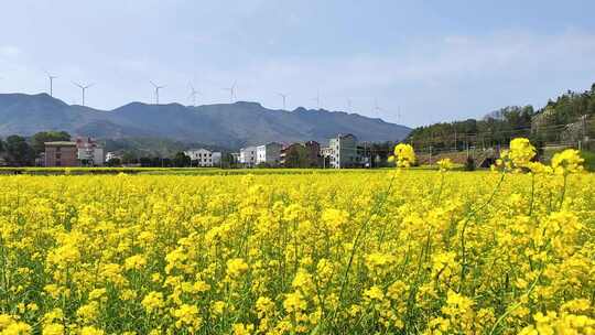 乡村油菜花