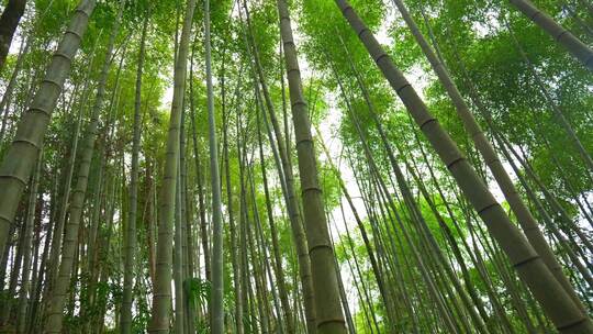 美丽的生态竹海竹林竹子参天竹林