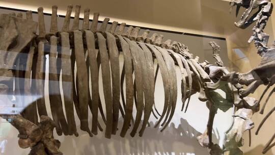 【镜头合集】白垩纪侏罗纪古生物化石