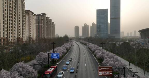 洛阳植物园樱花万物复苏春天公园道路航拍