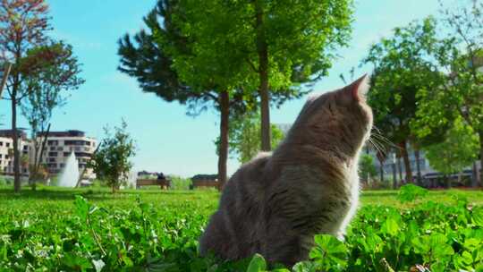 草地上一只猫的特写视频