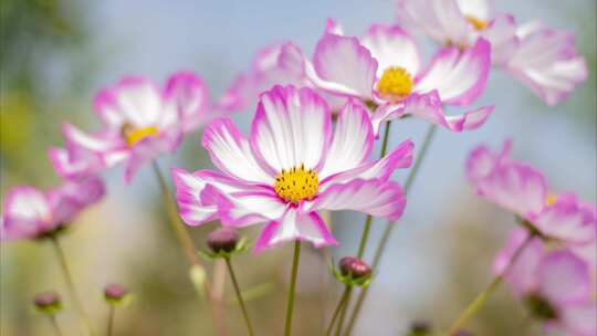 野花花园公园小花秋英大波斯菊秋樱花丛