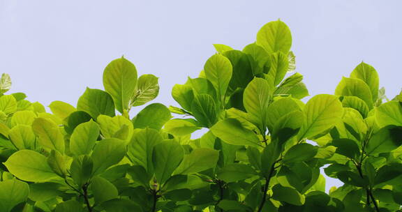 嫩绿的玉兰花叶子在天空下
