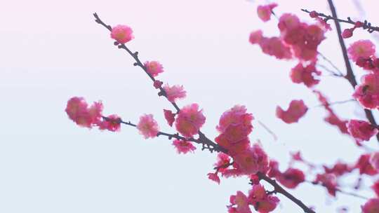 无锡市 梅花 蜜蜂