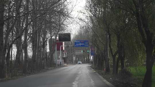 乡村道路两旁树木林立的景象