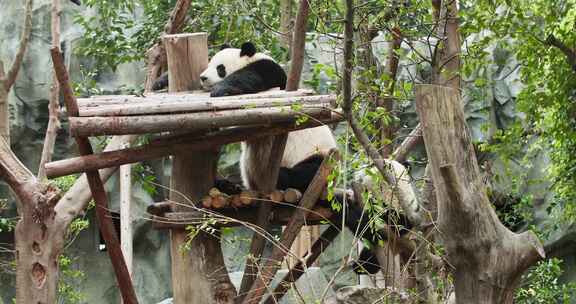 可爱的大熊猫幼崽找妈妈