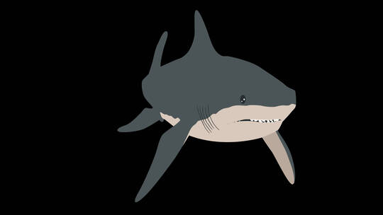 鲨鱼 大白鲨 食人鲨 鲨 凶猛鲨鱼动画视频素材模板下载