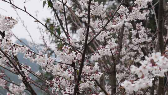 春天阳光下的樱花花朵