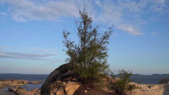 海边生长在岩石上的松树礁石上的植物生命力