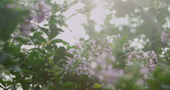 苏州园林里盛开的丁香花