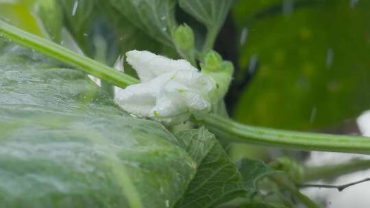 雨润蒲瓜藤：嘀嗒雨声中的升格特写