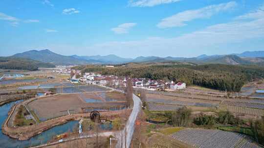 南平 光泽乡村道路 回家的路乡村路旁白桦树