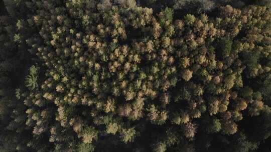 航拍内蒙古呼和浩特和林格尔南天门林场秋景