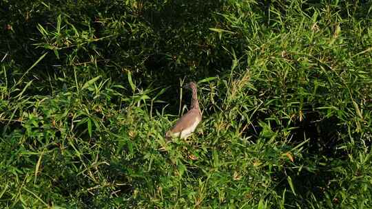 栖息在湿地公园树上池鹭