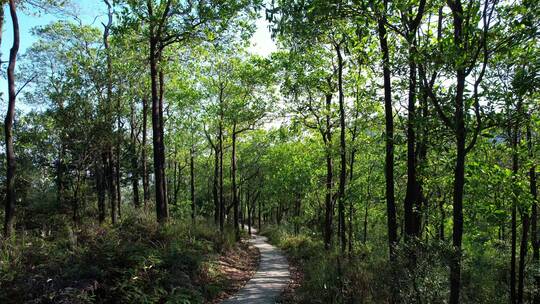 航拍山林步道A