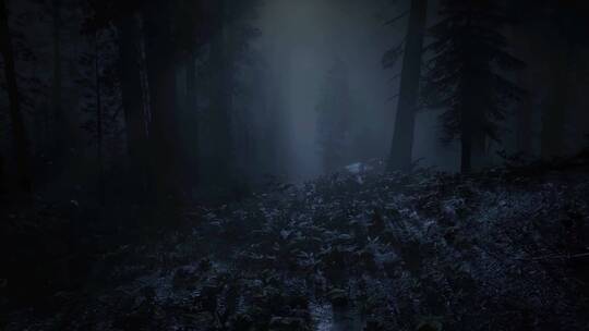 月光之间的树神秘的黑暗森林视频素材模板下载