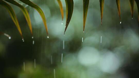 雨水雨滴下雨天气植物花草