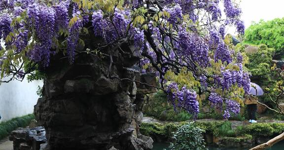 苏州网师园二百五十岁紫藤开花 紫色花海