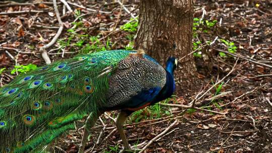 林间孔雀漫步