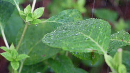 雨滴拍打绿叶