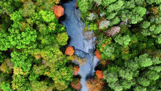 航拍秋季鸟瞰中令人惊叹的河流和森林