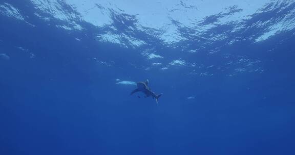 鲨鱼遨游在深海中
