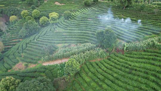 云南普洱茶山