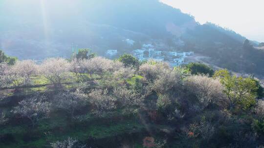 4k航拍白梅花青梅花坚毅雪景小寒冬季视频素材模板下载