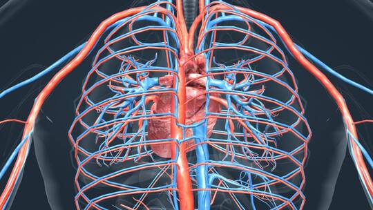 医学人体器官心脏医学人体心脏运转跳动视频素材模板下载