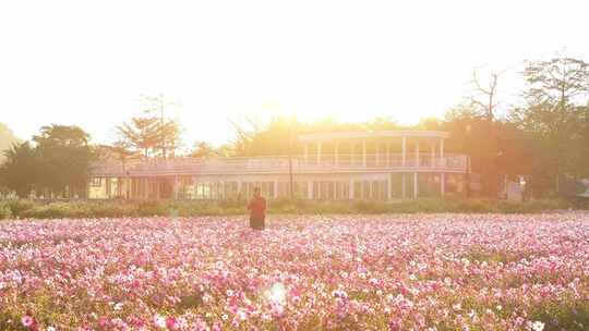 中国广东省中山市南朗街道崖口花海