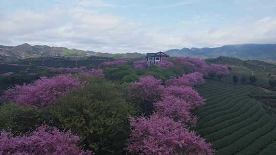 台品樱花茶园