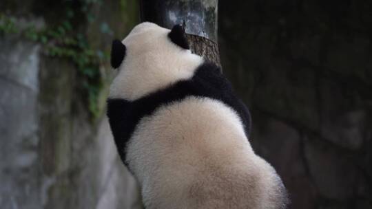 爬树的大熊猫后背